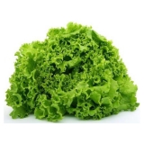 Lechuga