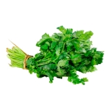 Cilantro